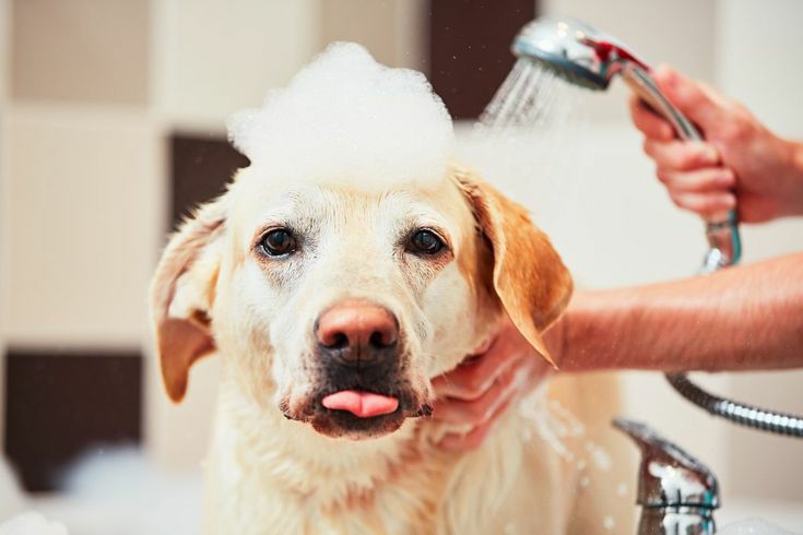 1 Pezzo Scatola Di Conservazione Cosmetica A Doppio Strato, Organizzatore  Vanity In Plastica Pet, Adatta Per Il Bagno, Cura Della Pelle In Camera Da  Letto, Rossetto, Conservazione Di Profumi