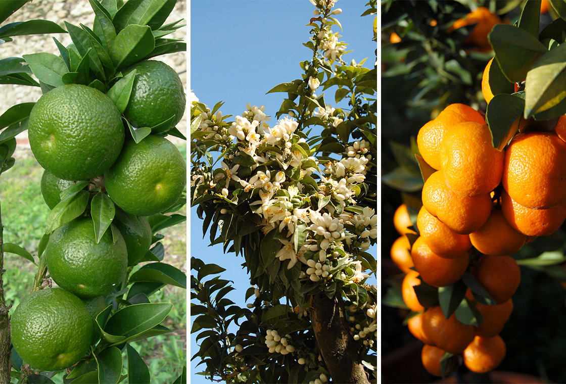 chinotto